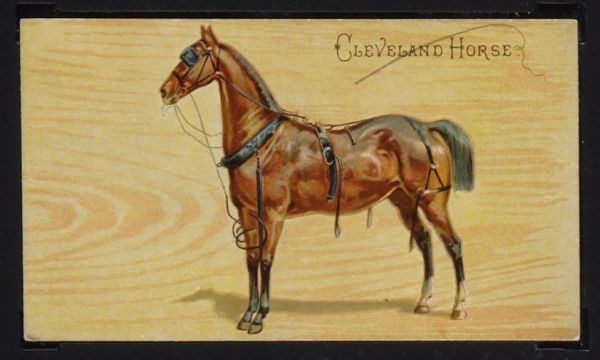 Cleveland Horse
